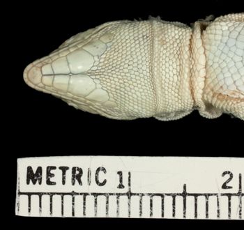 Media type: image;   Herpetology R-22189 Aspect: head ventral